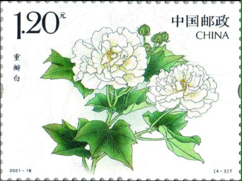 三醉芙蓉！《木芙蓉》特种邮票9月7日起发行，出售期限6个月 - 周到上海