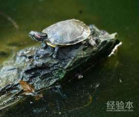 龟分类-不是所有龟都能游泳！ - 知乎
