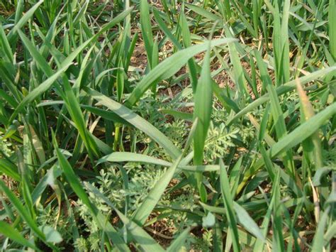 杂草篇——阔叶类杂草的快速识别与防治-绿宝园林网