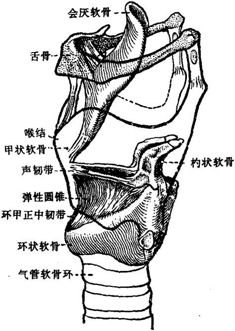喉部解剖图图片