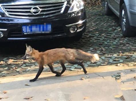 少见！武大校园内现红色小狐狸（3）-千龙网·中国首都网