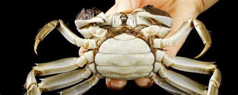 螃蟹不放水能活多久 螃蟹不放水能养多久_知秀网