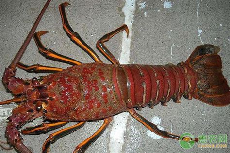 墨西哥红龙虾产地在哪？墨西哥红龙虾和美国红龙要怎么区分？ - 惠农网