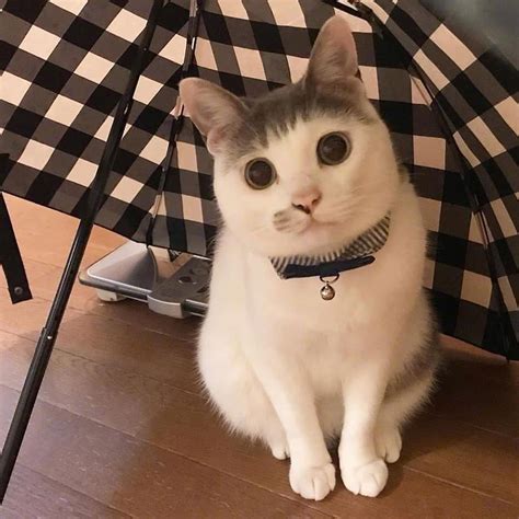 非主流刘海猫头像
