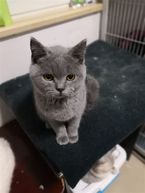 我们家的英短蓝猫两个月大的Shery.聪明伶俐图片