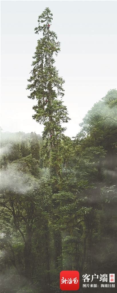 海南最高树49米比中国最高树低34.4米，海南为何长不出巨树？_社会热点_社会频道_云南网