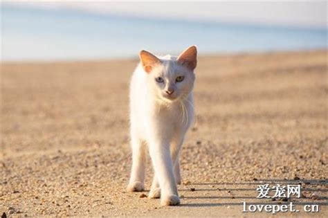 世界名猫之泰国御猫品种介绍 | 爱宠网