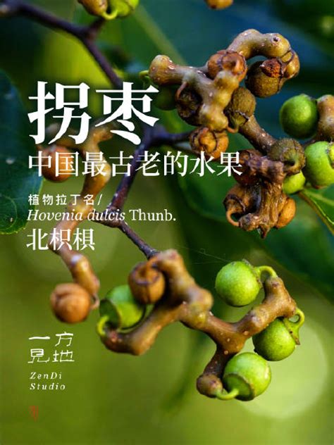 拐枣，可能是中国最古老的水果，北枳椇|水果_新浪新闻