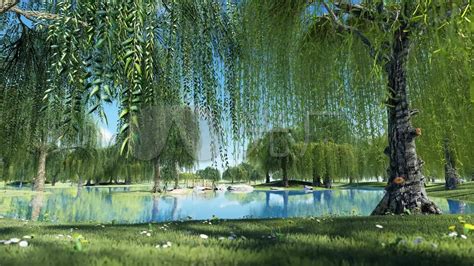 池塘边的柳树高清摄影大图-千库网