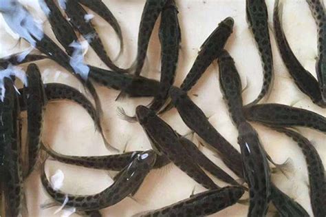 黑鱼养殖 黑鱼苗多少钱一斤 黑鱼种苗价格 淡水黑鱼苗乌鱼批发-阿里巴巴