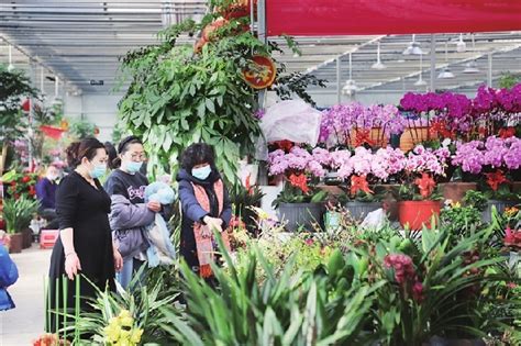 母亲节期间的花卉市场：康乃馨销售火爆 生意逐渐复苏_鲜花