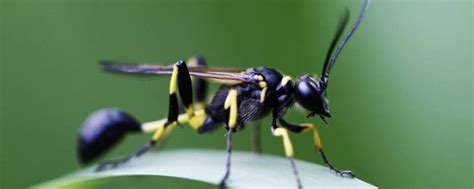 有益的昆虫有哪些？多数昆虫可以做标本和珍贵的药材 - 农敢网