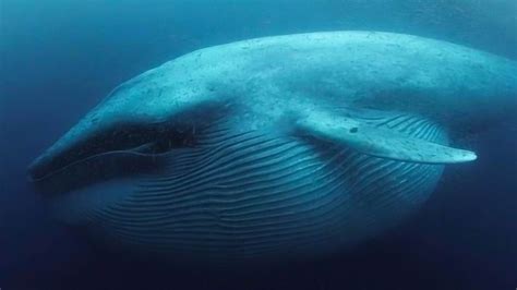 史上最大鱼类，重量堪比蓝鲸，嘴巴咬合力高达36吨，灭绝原因待解_体型_牙齿_动物