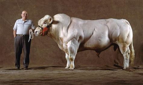 巨牛,远古巨牛,最大的牛_大山谷图库
