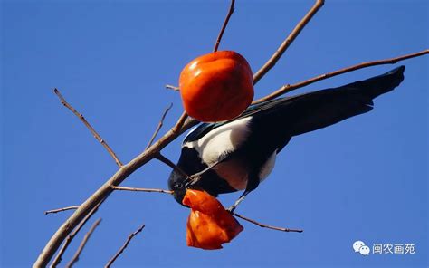 留几枚柿子在树上原来是给喜鹊吃的（太美了！）-搜狐大视野-搜狐新闻