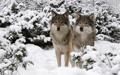 曾经遍布全国的狼，为什么在我国大部分地区都消失了？