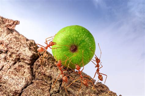 蚂蚁团队合作,蚂蚁团队,蚂蚁合作(第6页)_大山谷图库
