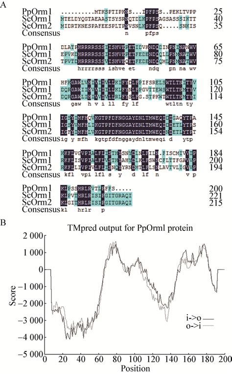 巴斯德毕赤酵母Orm1蛋白在细胞生长和内质网功能维持方面的功能