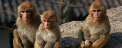 白马雪山风物 | 再添新丁！云南白马雪山国家级自然保护区滇金丝猴猴群新添12只婴猴 _www.isenlin.cn