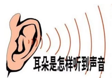 人耳正常听力的频率范围是多少？ - 知乎