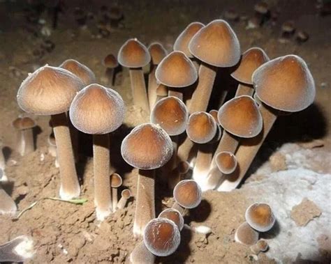鸡爪菌图片