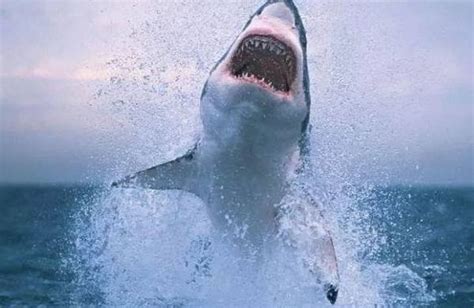 大白鲨高清图片下载-正版图片502442352-摄图网