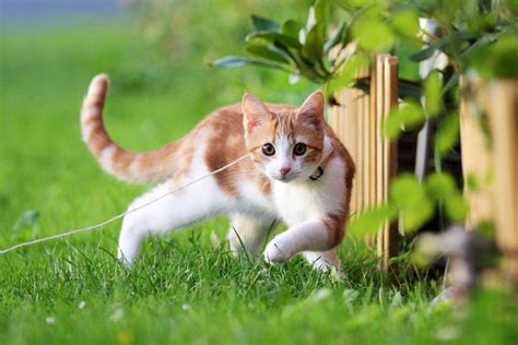 小猫 夏天 绿草地 可爱小黄猫 4K高清萌动物壁纸_图片编号327856-壁纸网