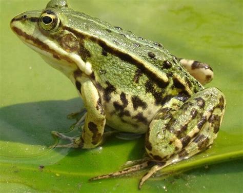 关于青蛙的知识有哪些-百度经验