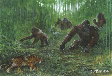 巨猿：生活在东南亚森林中的巨型灵长类 - 知乎