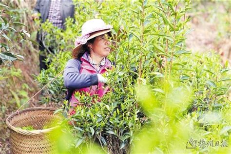 梅州市人民政府门户网站 部门动态 梅州今年首批春茶开采
