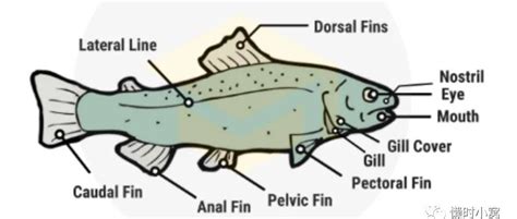关于鱼身体部位的英文单词学习【英语学习】（鱼的身体结构图英文） | 半码博客