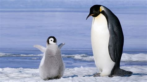 企鹅有多可爱? - 知乎
