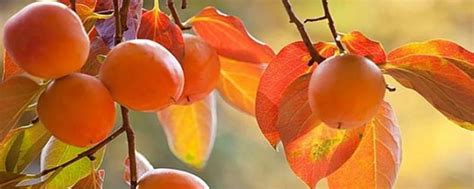 秋天熟透了的柿子高清图片下载-正版图片500641722-摄图网