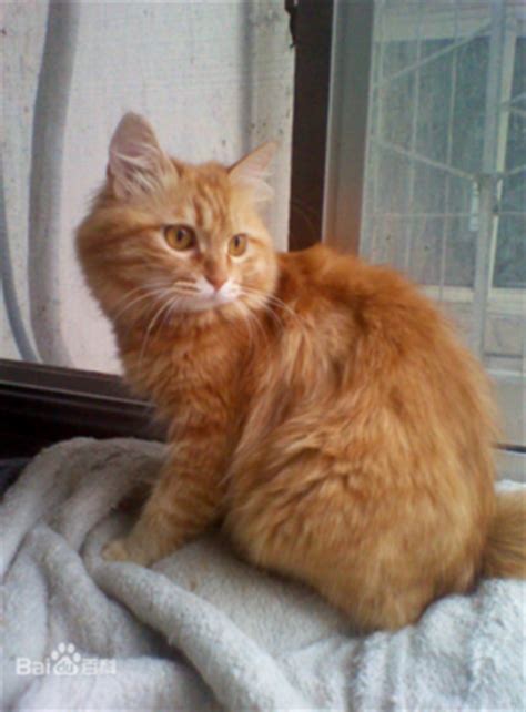 虎皮猫图片