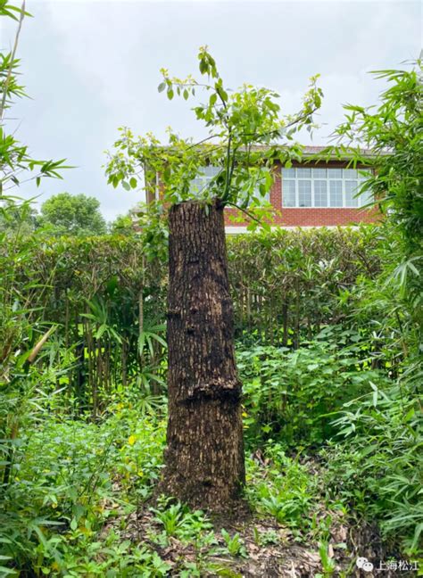 香樟树上常见的危害十分严重的虫害——樟巢螟-绿宝园林网