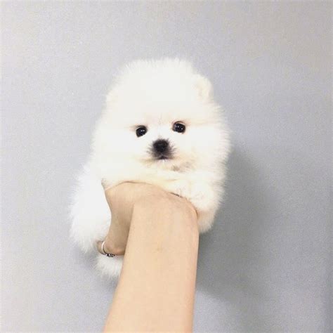 温柔的小奶狗女生头像