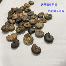 [石螺批发]新鲜江河石螺，蚌批发，各种规格都有。一百斤起批，货在平南县价格2.5元/斤 - 惠农网