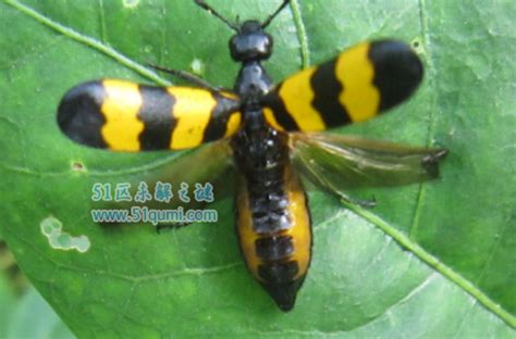 斑蝥:世界上毒性最强的甲虫 它有什么功效与作用?-51区未解之谜网