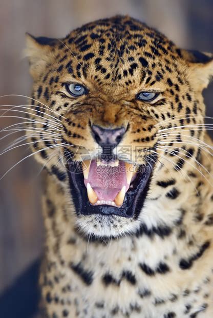 野生猎豹图片-奔跑的豹子素材-高清图片-摄影照片-寻图免费打包下载
