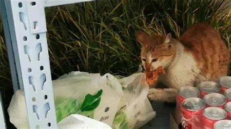 上海一网红流浪猫被虐杀？警方回应_凤凰网