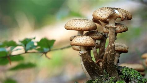 蘑菇有哪些种类 - 运富春