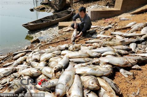 江西德兴鱼塘遭投毒致近4万斤鱼死亡(组图)|江西|鱼塘|德兴_新浪新闻