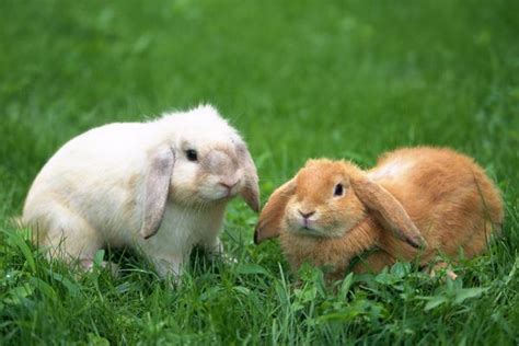 家里养兔子好不好 家里怎么养宠物兔子