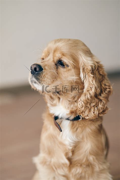 美国可卡犬图片