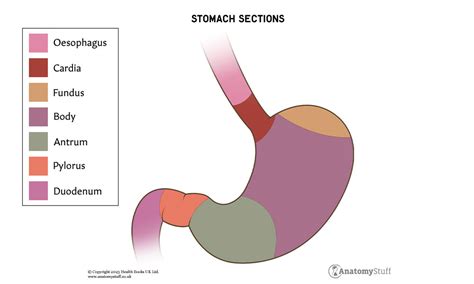 Stomach | Anatomy Revision | AnatomyStuff