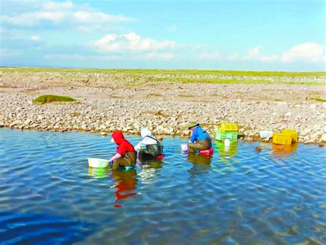 用心呵护繁育青海湖鱼儿——“2020-2021绿色中国年度人物”获奖集体、青海湖裸鲤救护中心工作纪实--首页
