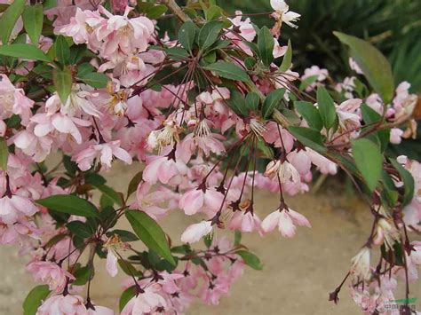 植物科普 海棠四品——垂丝海棠 | 西安林木种苗网