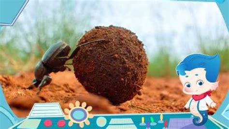 小小世界历险记：带孩子探秘小动物的世界第01集蜗牛，才是真正的牛_少儿_动画片大全_腾讯视频