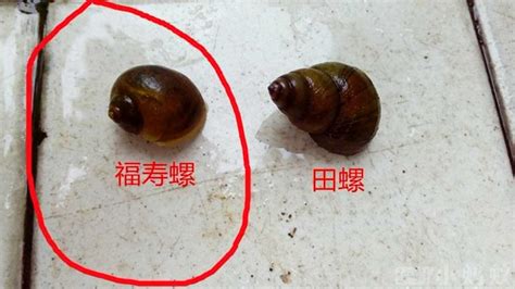 能扭转的生殖器：螺壳左旋的蜗牛和正常蜗牛交配_手机凤凰网