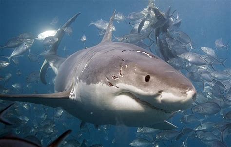 摄影师水下偶遇大白鲨同类相残 - 海洋财富网